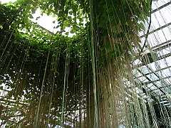 354 Longwood Gardens [2008 August 23]